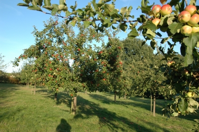 Steuobstwiese