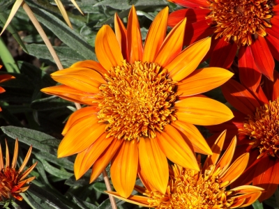 Orange Blume im Sonnenlicht