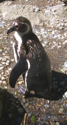 Pinguin 3