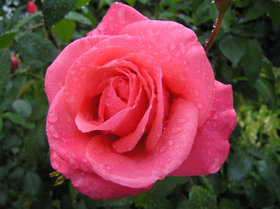 Rosenzweig nach dem Regen
