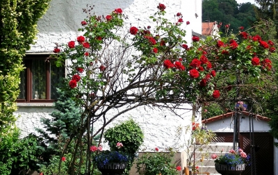 rote Rosen in der Lazarettstrasse