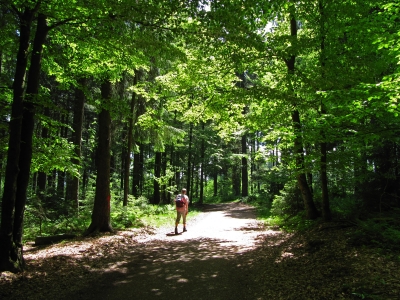 Westweg-Wanderer im sonnigen Laubwald