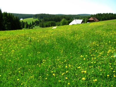 Frühlingslandschaft im Schwarzwald