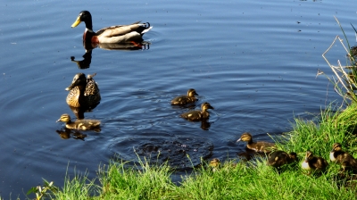 Entenfamilie am Moorsee-Ufer