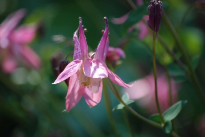 blumenwiese 3