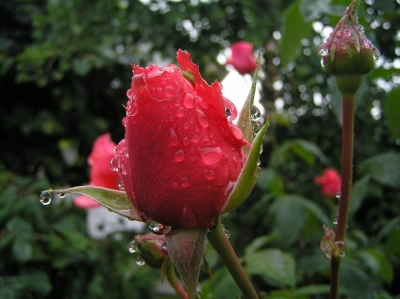 Rosenzweig nach dem Regen2
