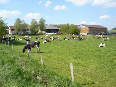 Rinder im Sauerland