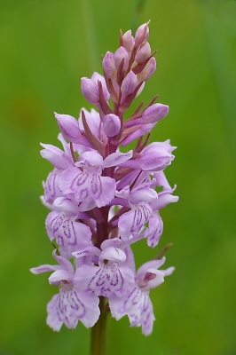 Knabenkraut - heimische Orchidee