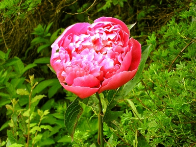 eine rosa Pfingstrose