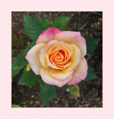 Rose aus dem Garten