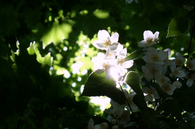 Weiße Blüten im Gegenlicht