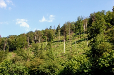 Waldsterben