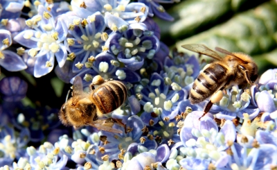 Fleißige Bienen