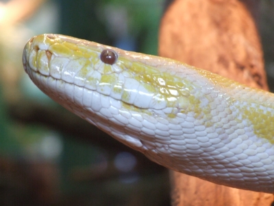 Albino Tigerpython