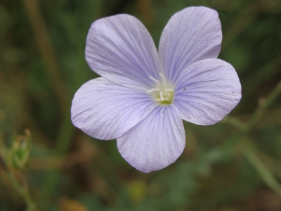 Schwebende Blume