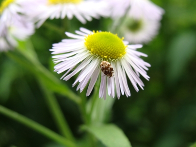 Ein Käfer auf der Blume