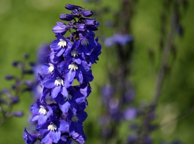 Rittersporn in voller Blüte 2