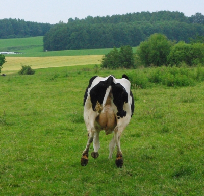 cow on the run