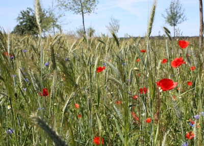 Ein Bett im Kornfeld 3 ...