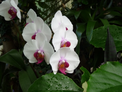 Tropische Blumen 5