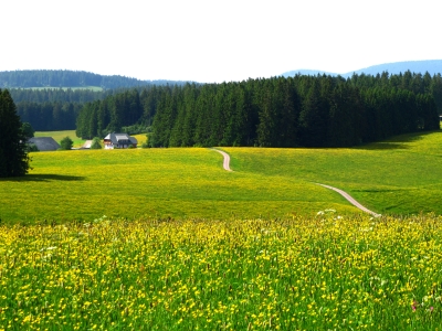 Schwarzwald-Wandern in Reinkultur (am Westweg)
