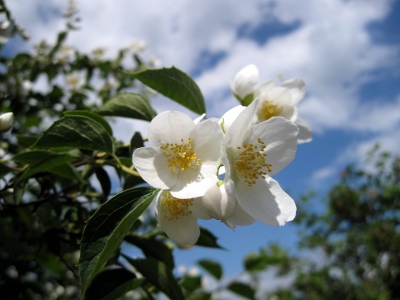 Blühender Jasmin