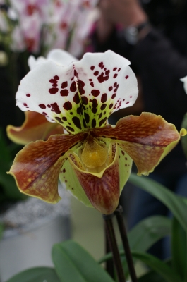 Wundervolle Orchidee