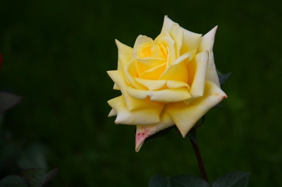 Rose im Vorgarten 1