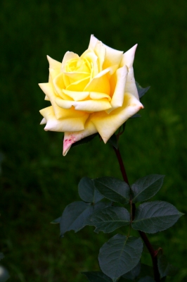 Rose im Vorgarten - Hochformat