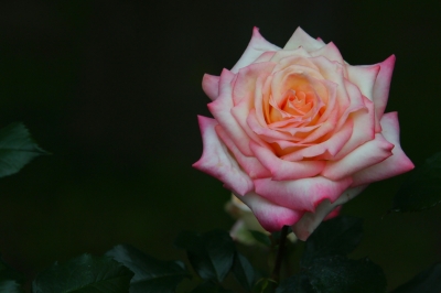 Rose im Vorgarten 2