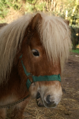 Little Pony 3