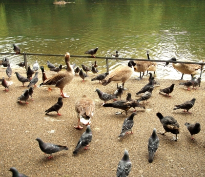 Hyde Park Vögel