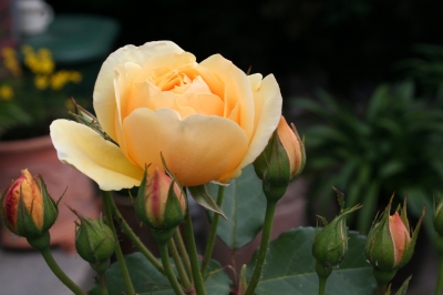 2.Rose 2009
