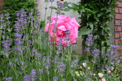 Rosen in Lavendel