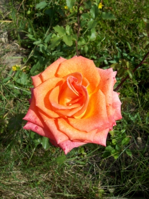 Rose_leuchtend_orange_2