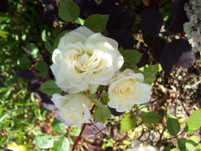 Weisse Rose an schattigem Plaetzchen