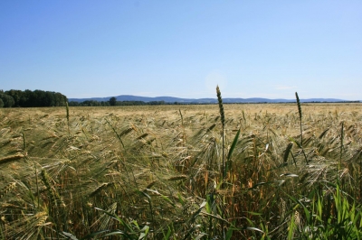 Getreidefeld in meiner Heimat