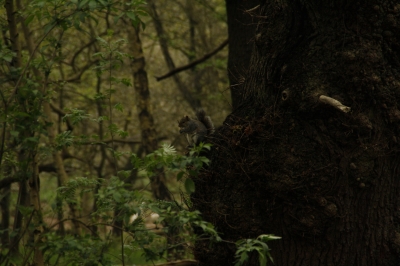 Eichhörnchen im Sherwood Forest