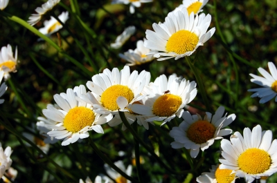 Margeriten (Leucanthemum) im Frühlingswind