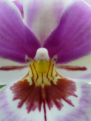 Einblick in die Blüte einer Orchidee