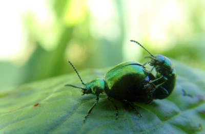 Grüner Sauerampferkäfer