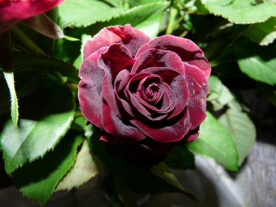 Rose in unendlicher Schönheit