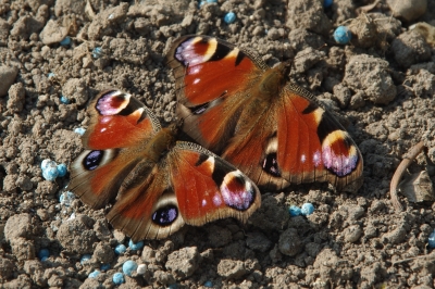 Tagpfauenaugen