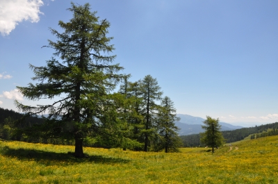 Frühsommer auf der Alm