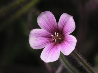 Kleine Blüte