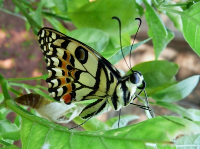 Geburtstag - eines Schmetterlings