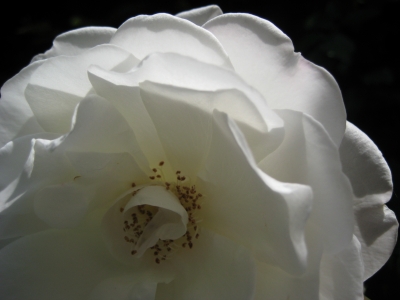 Schneewittchen-Rose