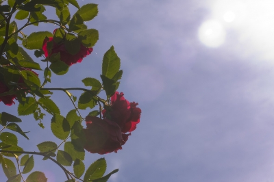 Rosenbusch im Morgenlicht I