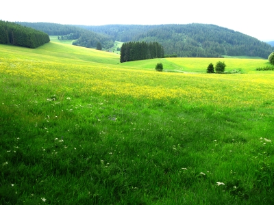 Wald- und Wiesen-Landschaft im Schwarzwald