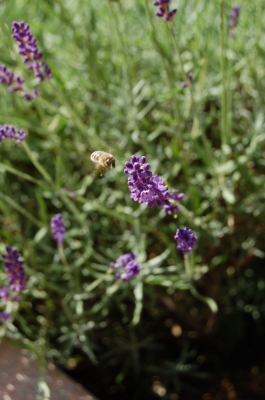 Lavendel mit Besucher